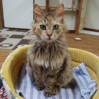 長毛で温和な大人猫さん、人慣れしています