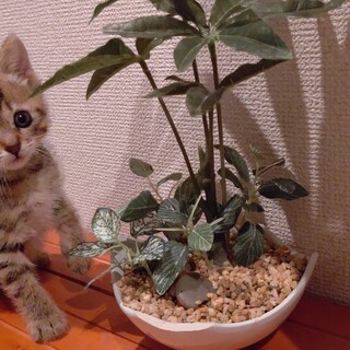 保健所保護猫推定１ヶ月半三匹兄弟の女の子