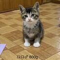 美きじしろ子猫