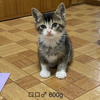 美きじしろ子猫