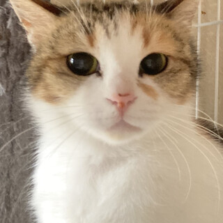 洋風三毛、つーちゃん