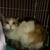 洋風三毛、つーちゃん サムネイル5