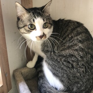 甘えん坊だよ。ぼく　ハンド