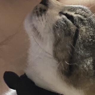 人懐こい猫嫌いな花巻さん