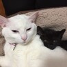やよはるえり