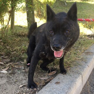 右足を負傷して収容された夢ちゃん