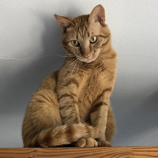 茶トラの優しい2〜3歳の男の子