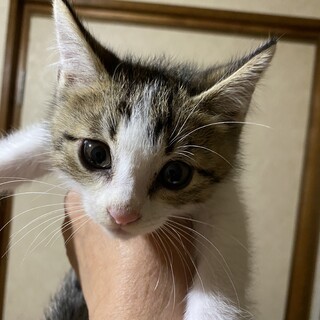 可愛い兄妹のずっとのお家探し