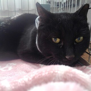 単頭飼育希望黒猫【クレマ】