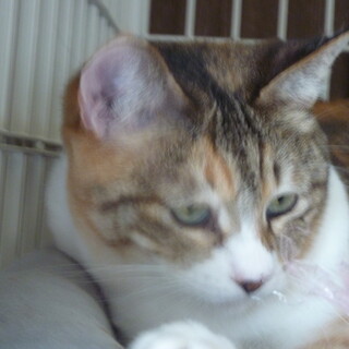 とても甘えっこな三毛猫