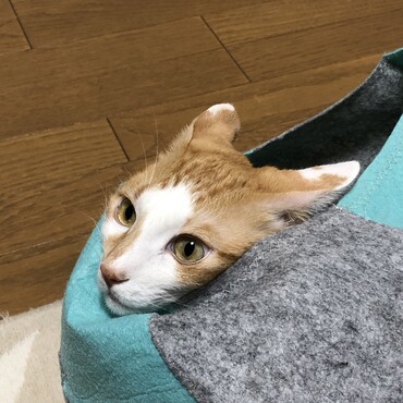 ねこのきもちの付録