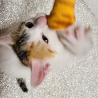 ふわふわの三毛姉妹