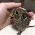 生後2か月デグー　オス