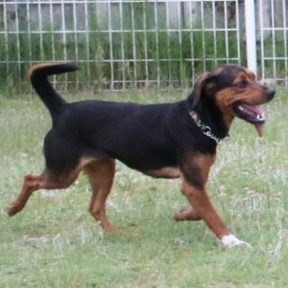 お散歩も上手で～ビーグルっぽくて可愛いでしょ。