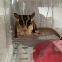フクロモモンガ（オス）の里親を募集しています！