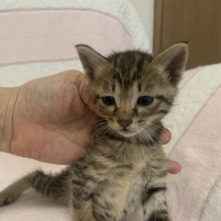 可愛いキジトラしらたき君離乳中