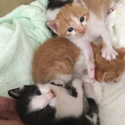 猫さんの写真と大事なお知らせです。