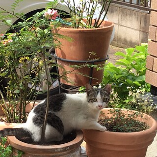 ３姉妹のらちゃんの里親募集です