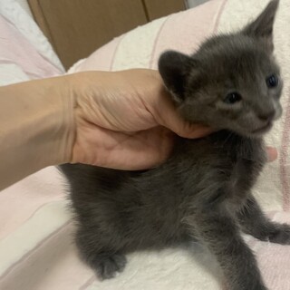 綺麗なグレーの子猫はるさめ君離乳中