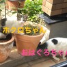 ３姉妹のらちゃんの里親募集です サムネイル2