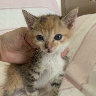 可愛いシマ三毛　ちょこらちゃん離乳中