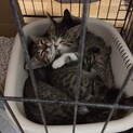 子猫4匹　里親さん大募集☆