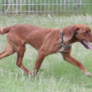 きれいな毛並みと、風になびくお耳が可愛いでしょ。