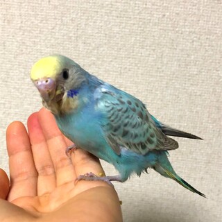 里親様が決まりました！ありがとうございました！