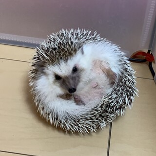 ハリネズミ男の子