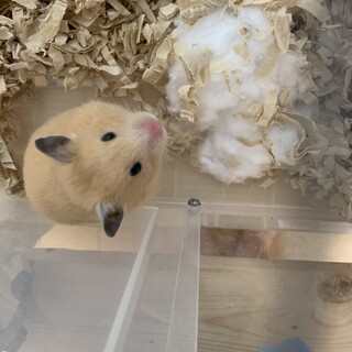 キンクマハムスター 女の子