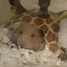 キンクマハムスター 女の子 サムネイル2