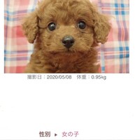 roco☻