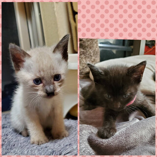 ２匹一緒に☆甘えん坊仲良し兄妹