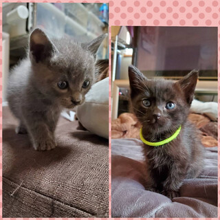 ２匹一緒に☆グレー＆黒甘えん坊兄妹♪