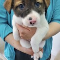 【えちごん】応募多数のため、募集を中止します