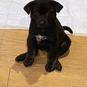 【うなも】おかげ様で里親様が決まりました！