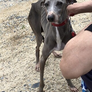 イタグレ トライアル決定