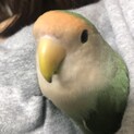 コザクラインコ(シーグリーン)