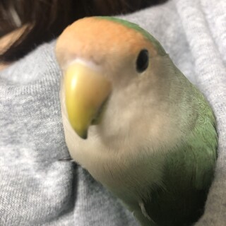 コザクラインコ(シーグリーン)