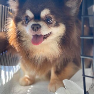 （熊本）チワワ♂保健所出身