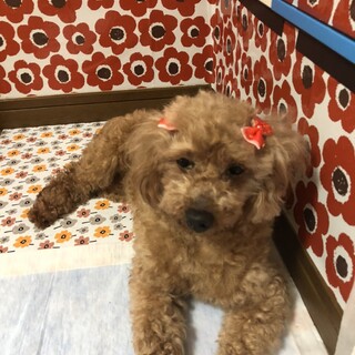 シェイクちゃん