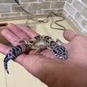 レオパの飼い主探してます！