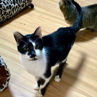 【くろたま】募集を終了しました