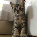 大人しい甘えん坊キジトラ