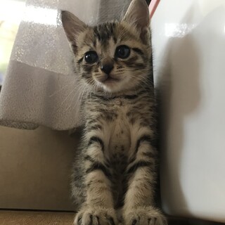 大人しい甘えん坊キジトラ