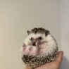 ちまきまま