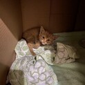 茶トラ子猫さん
