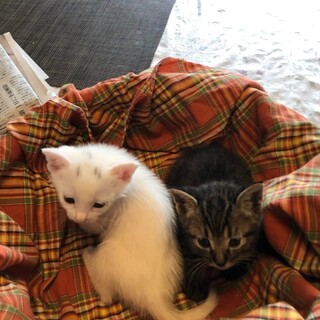 可愛い過ぎる仲良し兄妹にゃん