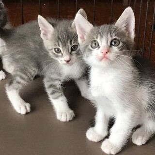 超甘えん坊グレイッシュなイケメンブラザーズ