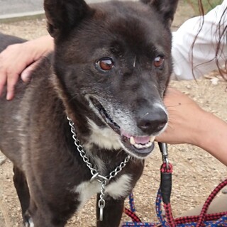 【飼い主様引取り】とても人懐っこい女の子